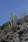 Pachycereus pringlei _D8S5165_tn